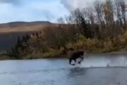 【動画】シカさん、普通に水の上を走ってしまう