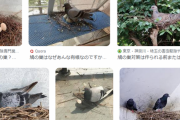 【画像】ベランダにいるハト可愛すぎてワロタァｗｗｗ