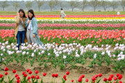 チューリップ約80万本が外出自粛しない人たちのせいで刈り取られる