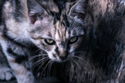 実家の隣の空き地で、子猫を連れた親猫を見かけた。 子猫は3匹いたけど、