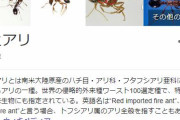 【悲報】東京終了のお知らせ　東京港でヒアリ500匹以上見つかるｗｗｗｗｗｗｗｗｗ