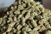 【世も末】仙台の中学3年生(15)、とんでもない量の乾燥大麻を自宅に所持し現行犯逮捕　想像の1000倍の量