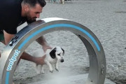 【イヌ】ビーチに設置された犬用シャワーで洗われるワンちゃんが可愛いｗｗｗ