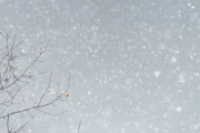 【ヤバい】明日の大雪、予想以上ｗｗｗｗｗｗｗｗｗｗｗｗｗｗｗｗｗｗ