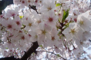 【中国メディア】桜は「元々は中国のものだ！」　なぜ日本を代表する花になったのか