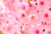 庭に桜植えたでー