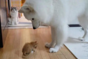 【画像】イッヌ、子猫を見つめる