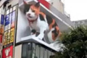 【画像】 新宿の巨大猫モニターに不具合発生 ⇒ まさかの事実が判明し衝撃走るｗｗ