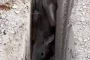 イヌも心配でやってきた。配管工事でできた細長い穴。そこにシカが落ちてしまった → 男たちが救出を試みる…