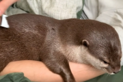 日本のカワウソ動画が海外で大人気！コタロウ君とハナちゃんのブラッシング（更新版） 海外の反応