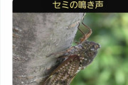 【悲報】セミの声が聞こえない地域、危険地域だった模様