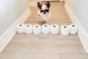 お家時間の楽しみ方。面白くて可愛いシーズーが流行りのトイレットペーパー壁超えに挑戦です！