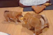 ムチムチ・コロコロだとオモチャの奪い合いすら可愛らしい、柴犬の子犬3兄弟