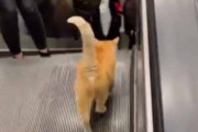 猫がエスカレーターを歩いていた。みなさんボクに構わないでください！ → 猫はずっとこうします…