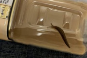 俺のペットボトルにナメクジが付いてたんだがｗｗｗ意外に可愛いｗｗｗ（※画像あり）