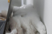 【ねこGIF】飼い主さんにバーン！と撃たれて倒れる猫さん…とても面倒くさそうなお顔がたまりませんwww