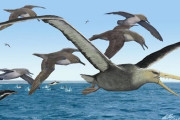 30年以上前に南極で発見された化石、史上最大の飛ぶ鳥のものと判明