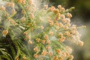 【地獄】来週は花粉が大量発生！！1週間の花粉予報