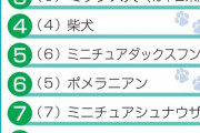 【悲報】大型のイッヌさん、不人気だった?　「好きな犬種」１位はトイプードル