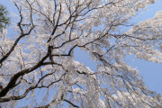 持ち山にお気に入りの桜がある。以前はかなり大きな樹だったが、雪で折れてしまい死にかけた。