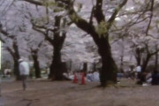 8ミリフィルムで撮った2022年の桜がノスタルジー　「エモい」「昭和だ」「90年代のPV」