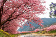 海外「この素晴らしい国と恋に落ちないことは不可能」満開の河津桜を撮影した動画に反響（海外の反応）