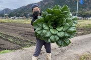 農家のおっちゃん「でかい小松菜とれたンゴ！ｗ」