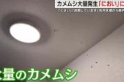 静岡県全域でカメムシが大量発生・・・