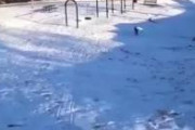 【動画】自らソリで遊ぶ犬