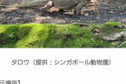 【襲来】コモドドラゴン、来日
