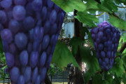 【比較画像あり】『FF14 暁月のフィナーレ』で話題になった「例のブドウ」、無事上方修正されるｗｗｗｗ