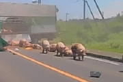 【悲報】北海道の高速バス事故に巻き込まれたブタ29頭、安楽死処分「怪我をしているので出荷できない」