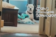 「おいで！」は無視、でもある歌を歌うと必ず猛ダッシュでやってくるユニークな犬
