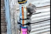 【極悪】生きたネズミをロケット花火に縛り付けて飛ばそうとするブラジル人。