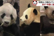 【画像あり】中国「ねえ待って！アメリカから帰ってくるパンダの様子がおかしいんだけど！やーやーなの！」