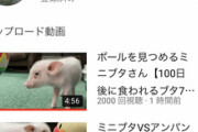 【画像】『100日後に食われるブタ』、登録者2万人突破！たった1日で1万人以上増えている模様ｗｗｗｗ