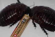 【画像】２匹で７万円の最高級ゴキブリがこちらｗｗｗ