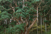 外国人「日本にある樹齢1000年の杉の木が美しすぎるぜ！」