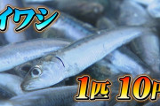 🐟船が沈むほど獲れた富山のイワシ、1匹10円の大盤振る舞い＼(^o^)／