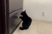 【動画】猫さん、食料要求デモｗｗｗｗｗｗｗｗｗｗｗｗ
