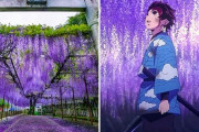 外国人「日本には鬼滅の刃みたいな藤の花の神社があるらしいぞー」