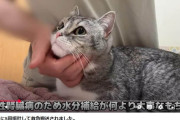 【悲報】猫系YouTuberもちまる、死にそう