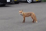 近所にキツネがおったんやが（※画像あり）