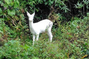【画像】「純白の鹿」、東北の山中に現る　神の使いか