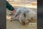 動物保護団体が捨てられた豚を保護 → 実はその豚、元飼い主が超人気ユーチューバーと判明して炎上