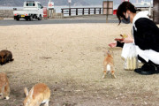 【広島・大久野島】「ウサギ島」でウサギ半減…環境省調査、観光客の餌やり減少影響か