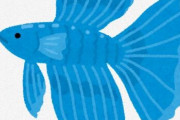 ベタ「愛嬌あります。飼いやすいです。可愛いです。」 ← なぜメダカより流行らないのか・・・