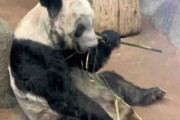 米メンフィス動物園のパンダ、痩せこけた姿に心配の声