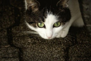 【悲報】我が家、知らん猫が入ってくる