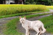 マジレス頼む。ガチニートだけど猫見つけたから見て！